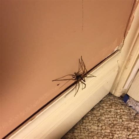 家有蜘蛛代表什麼